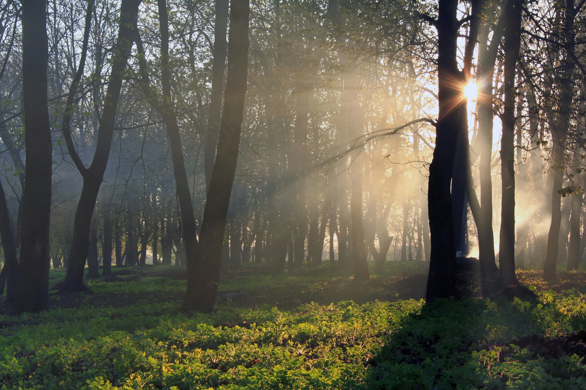 The first rays of the rising sun